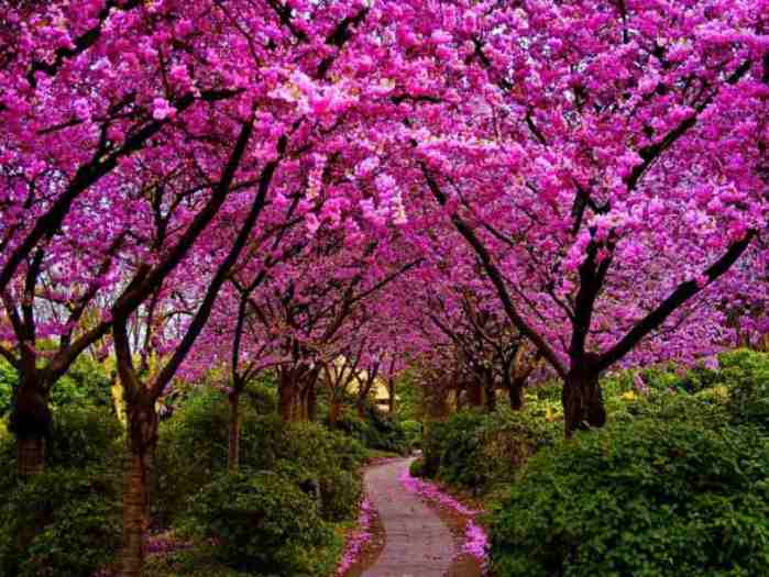 pink blossoms on trees