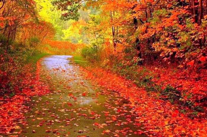 fall colors along trail 2