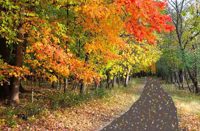 fall colors along trail 3