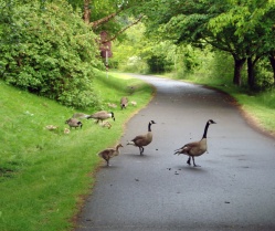 geese on bike trail