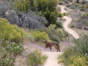 mountain lion on bike trail