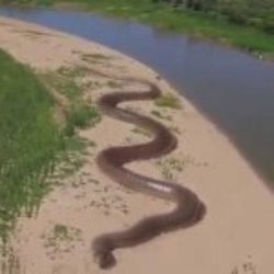 snake on bike trail