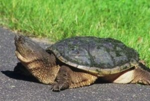 snapping turtle on trail
